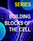 Building Blocks of the Cell Series