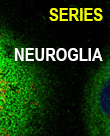Neuroglia Series